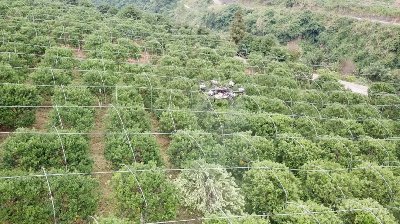 常鋒天馬無(wú)人機(jī)按壟飛行果樹植保作業(yè)
